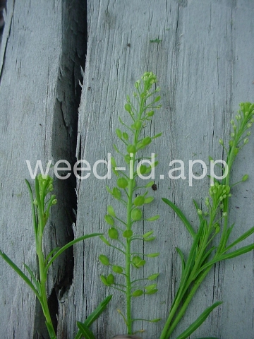 pepperweed, Virginia